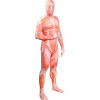 Shingeki no Kyojin Attack on Titan Cosplay Full Body Spandex Lycra Zentai