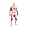 Halloween Attack on Titan(Shingeki no Kyojin) Eren Full Body Lycra Muscle Zentai Suit