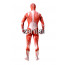 Full Body Attack on Titan Spandex Lycra Zentai